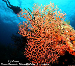 Deep Sea Water Gorgonia & Diver at Laberinto de Malta Div... by Victor J. Lasanta 